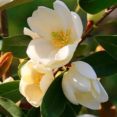 Магнолія вічнозелена Fairy Honey Velvet 2 річна, Магнолия Фейри Хоней Велвет, Magnolia Fairy Honey Velvet, фото 1