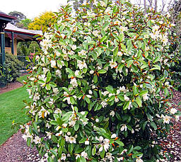 Магнолія вічнозелена Fairy Honey Velvet 2 річна, Магнолия Фейри Хоней Велвет, Magnolia Fairy Honey Velvet, фото 2