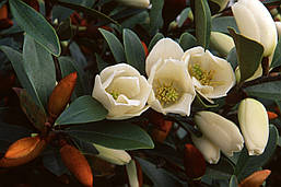 Магнолія вічнозелена Fairy Honey Velvet 2 річна, Магнолия Фейри Хоней Велвет, Magnolia Fairy Honey Velvet, фото 4