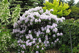 Рододендрон гібридний Calsap 2 річний, Рододендрон гібридний Калсап, Rhododendron Calsap, фото 3