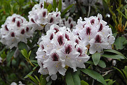 Рододендрон гібридний Calsap 2 річний, Рододендрон гібридний Калсап, Rhododendron Calsap, фото 2
