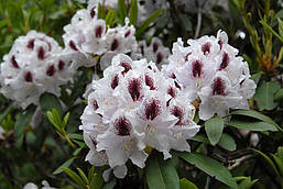 Рододендрон гібридний Calsap 3 річний, Рододендрон гібридний Калсап, Rhododendron Calsap, фото 5