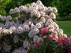 Рододендрон гібридний Calsap 3 річний, Рододендрон гібридний Калсап, Rhododendron Calsap, фото 3