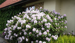 Рододендрон гібридний Calsap 3 річний, Рододендрон гібридний Калсап, Rhododendron Calsap, фото 6