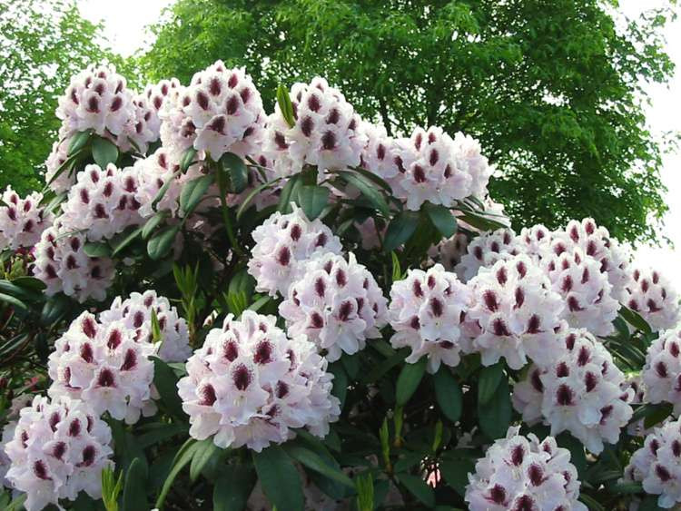 Рододендрон гібридний Calsap 2 річний, Рододендрон гібридний Калсап, Rhododendron Calsap