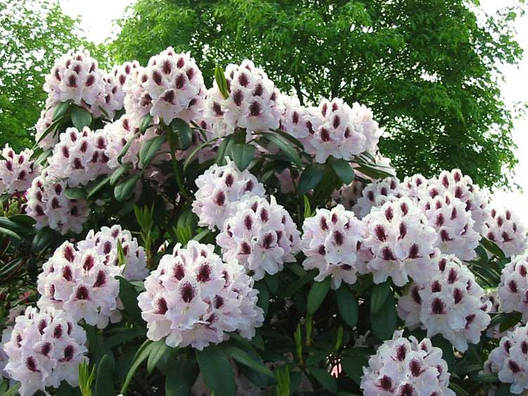 Рододендрон гібридний Calsap 2 річний, Рододендрон гібридний Калсап, Rhododendron Calsap, фото 2