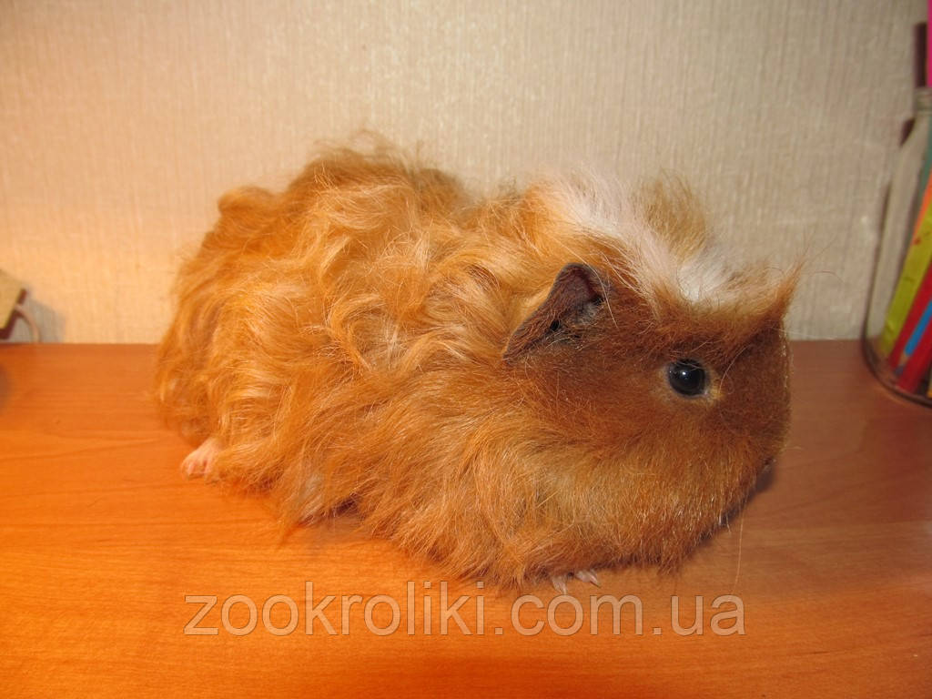 МОРСЬКА СВИНКА, фото 1