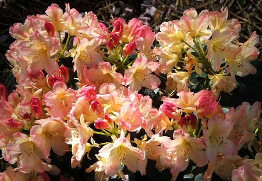 Рододендрон гібридний Flautando 3 річний, Рододендрон гібридний Флаутандо, Rhododendron Flautando, фото 1