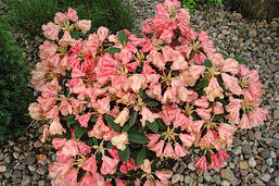 Рододендрон гібридний Flautando 3 річний, Рододендрон гібридний Флаутандо, Rhododendron Flautando, фото 5