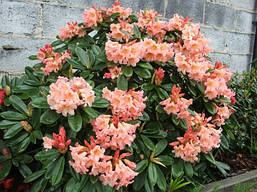 Рододендрон гібридний Flautando 3 річний, Рододендрон гібридний Флаутандо, Rhododendron Flautando, фото 6