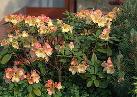 Рододендрон гібридний Flautando 3 річний, Рододендрон гібридний Флаутандо, Rhododendron Flautando, фото 4