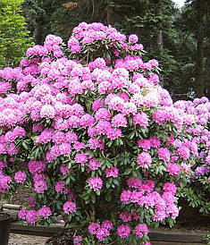 Рододендрон гібридний Roseum Elegans 2 річний, Рододендрон гібридний Розеум Елеганс Rhododendron