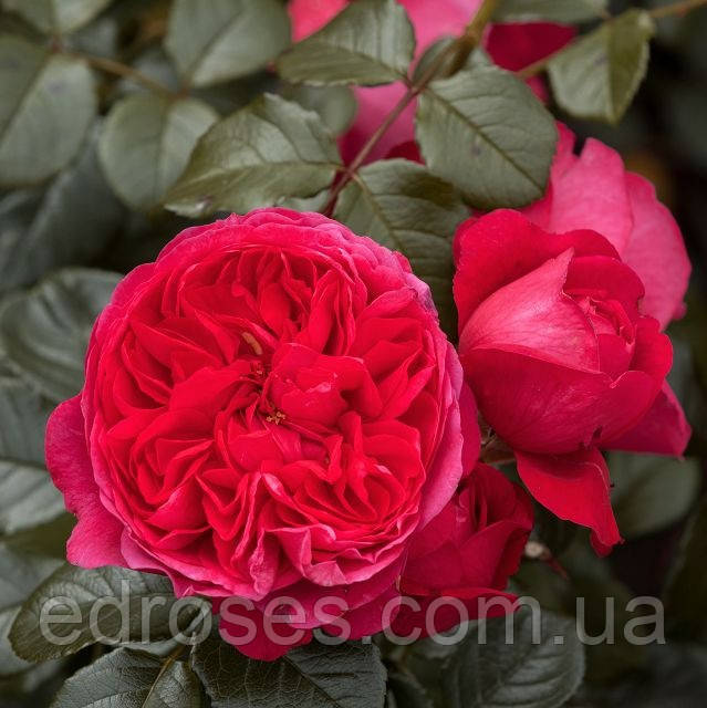 Діп Лав (Deep Love), фото 1