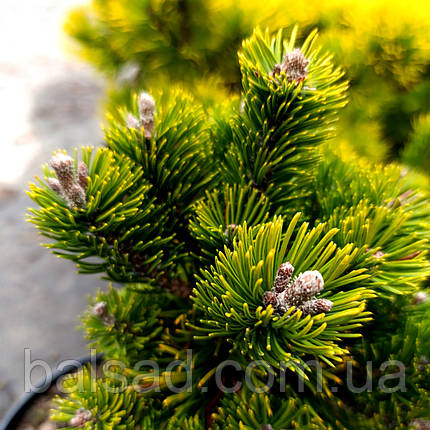 Сосна гірська Пікобелло / h 15-20 / Pinus mugo Picobello, фото 3