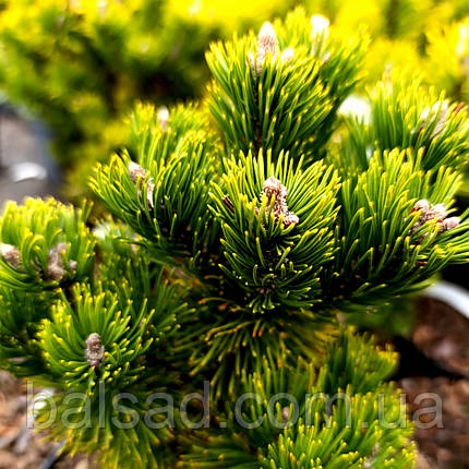 Сосна гірська Пікобелло / h 15-20 / Pinus mugo Picobello, фото 1