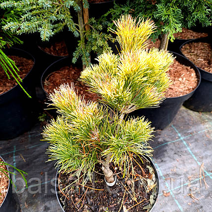 Сосна японська Ландіс Голд / С5 / h 30-40 / Pinus 'Dr Landis Gold', фото 1