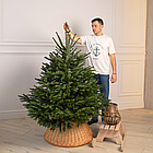 ЖИВА НОВОРІЧНА ЯЛИНА НОРДМАНА, ВИСОТА 1.25-1.5 м. З АВСТРІЇ ТА ДАНІЇ, фото 2