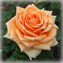 Троянда чайно-гібридна Кінгс Прайд (Kings Pride)