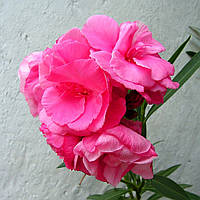 Олеандр малиновий