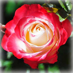 Троянда чайно-гібридна Ностальжі (Nostalgie)