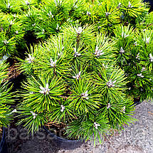 Сосна чорна Агнес Брегон / h 30-40 / Pinus nigra Agnes Bregeon, фото 4