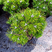 Сосна чорна Агнес Брегон / h 30-40 / Pinus nigra Agnes Bregeon, фото 5