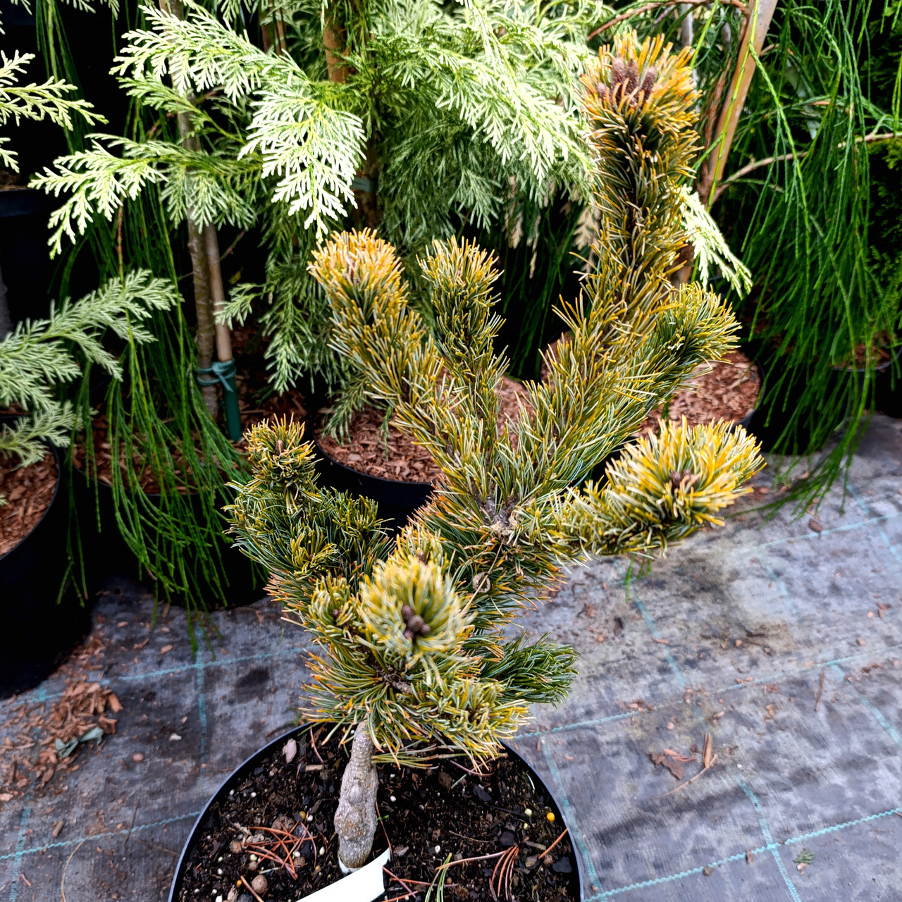 Сосна японська Шизукаготен / С5 / h 35-45 / Pinus Shizukagoten