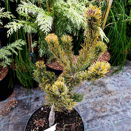 Сосна японська Шизукаготен / С5 / h 35-45 / Pinus Shizukagoten, фото 1