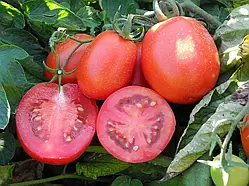 Томат Бріксол F1 сливка, 10 шт