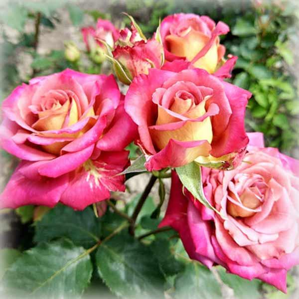 Троянда чайно-гібридна Пікассо (Picasso), фото 1