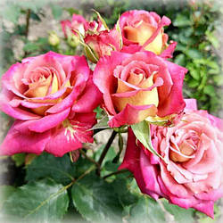 Троянда чайно-гібридна Пікассо (Picasso)