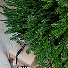 ЖИВА НОВОРІЧНА ЯЛИНА, ЗВИЧАЙНА, ВИСОТА 1.5-1.75 м. З АВСТРІЇ ТА ДАНІЇ, фото 4