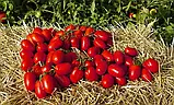 Томат П'єтраросса F1 сливка, 10 шт, фото 2