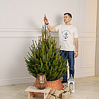 ЖИВА НОВОРІЧНА ЯЛИНА, ЗВИЧАЙНА, ВИСОТА 1.25 - 1.50 м. З АВСТРІЇ ТА ДАНІЇ, фото 2