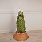 ЖИВА НОВОРІЧНА ЯЛИНА, ЗВИЧАЙНА, ВИСОТА 1.25 - 1.50 м. З АВСТРІЇ ТА ДАНІЇ, фото 3