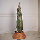 ЖИВА НОВОРІЧНА ЯЛИНА, ЗВИЧАЙНА, ВИСОТА 1.5-1.75 м. З АВСТРІЇ ТА ДАНІЇ, фото 3