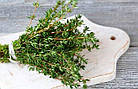 Тим`ян (чебрець) вічнозелений кущ Італія 0.1 г, фото 2