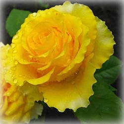 Троянда чайно-гібридна Сфінкс (Sphinx)