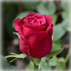 Троянда чайно-гібридна Шангрі Ла (Shangri La)