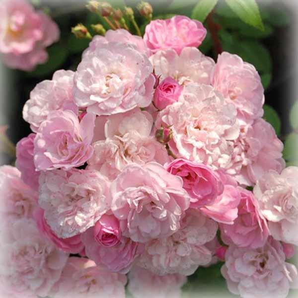 Троянда мускусна Хевенлі Пінк (Heavenly Pink)