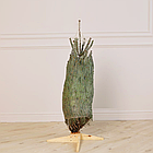 ЖИВА НОВОРІЧНА ЯЛИНА НОРДМАНА, ВИСОТА 1.5-1.75 м. З АВСТРІЇ ТА ДАНІЇ, фото 3