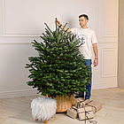 ЖИВА НОВОРІЧНА ЯЛИНА НОРДМАНА, ВИСОТА 1.5-1.75 м. З АВСТРІЇ ТА ДАНІЇ, фото 2