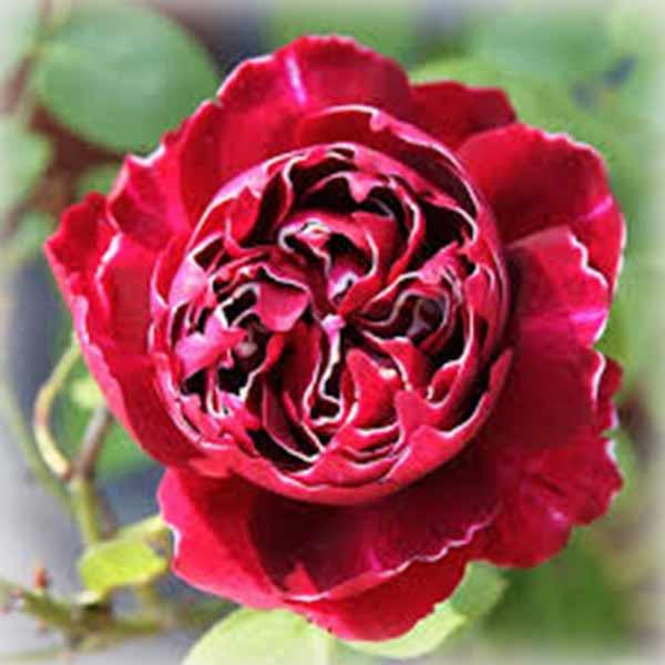 Троянда Барон Гірод де Лайн (Rose Baron Girod de L’Ain), старовинна в контейнері