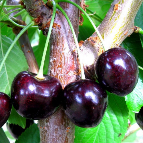 Новинка! Вишня "Балатон" (один із кращих запилювачів для вишень), фото 1