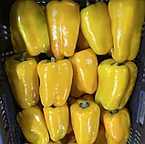 Перець Голден імператор F1 жовтий, 8 шт, фото 2