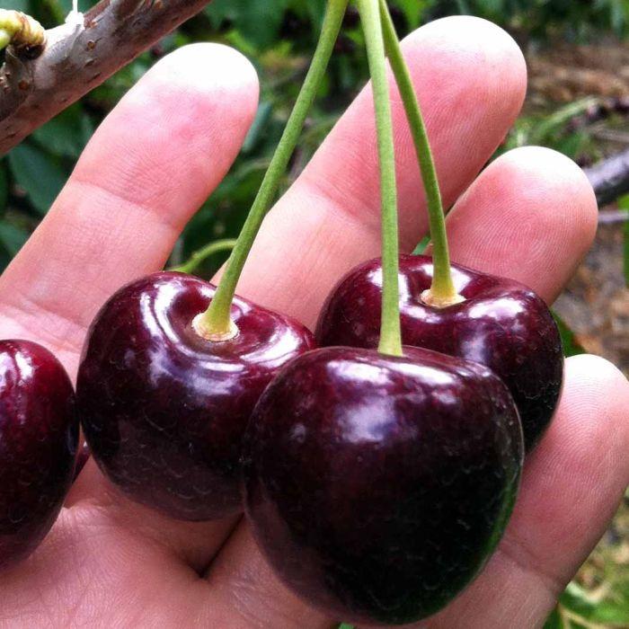 Новинка! Черевишня "Слов'янка" (гібрид черешня+вишня)
