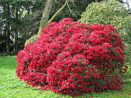 Рододендрон Baden-Baden 3 річний, Рододендрон Баден Баден, Rhododendron Baden-Baden, фото 2