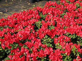 Рододендрон Baden-Baden 3 річний, Рододендрон Баден Баден, Rhododendron Baden-Baden, фото 3