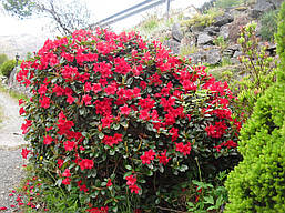 Рододендрон Baden-Baden 3 річний, Рододендрон Баден Баден, Rhododendron Baden-Baden, фото 4