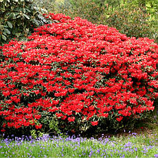 Рододендрон Baden-Baden 2 річний, Рододендрон Баден Баден, Rhododendron Baden-Baden, фото 5